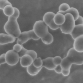 Semiconductor Materials High Purity Silicon Nanoparticles