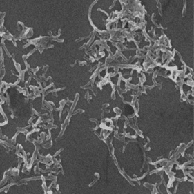 Hydroxylated carbon nanotubes