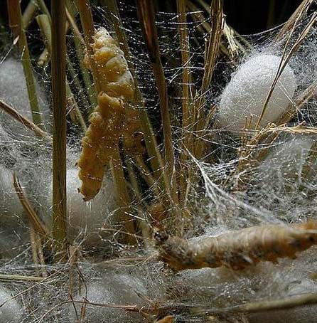 Silkworms fed with carbon nanotube and graphene to spin super-silk